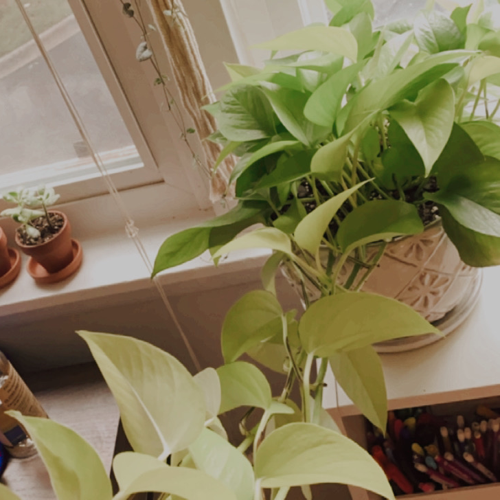 Neon Pothos plant photo by Ella named Neon Pothos on Greg, the plant care app.