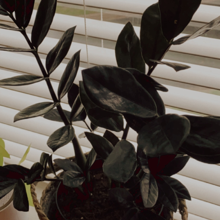 Raven ZZ Plant plant photo by Ella named Raven ZZ on Greg, the plant care app.