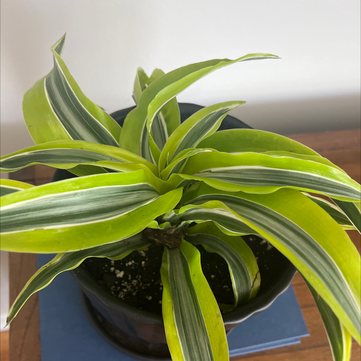 Lemon Surprise Snake Plant with vibrant green and yellow variegated leaves in a pot.