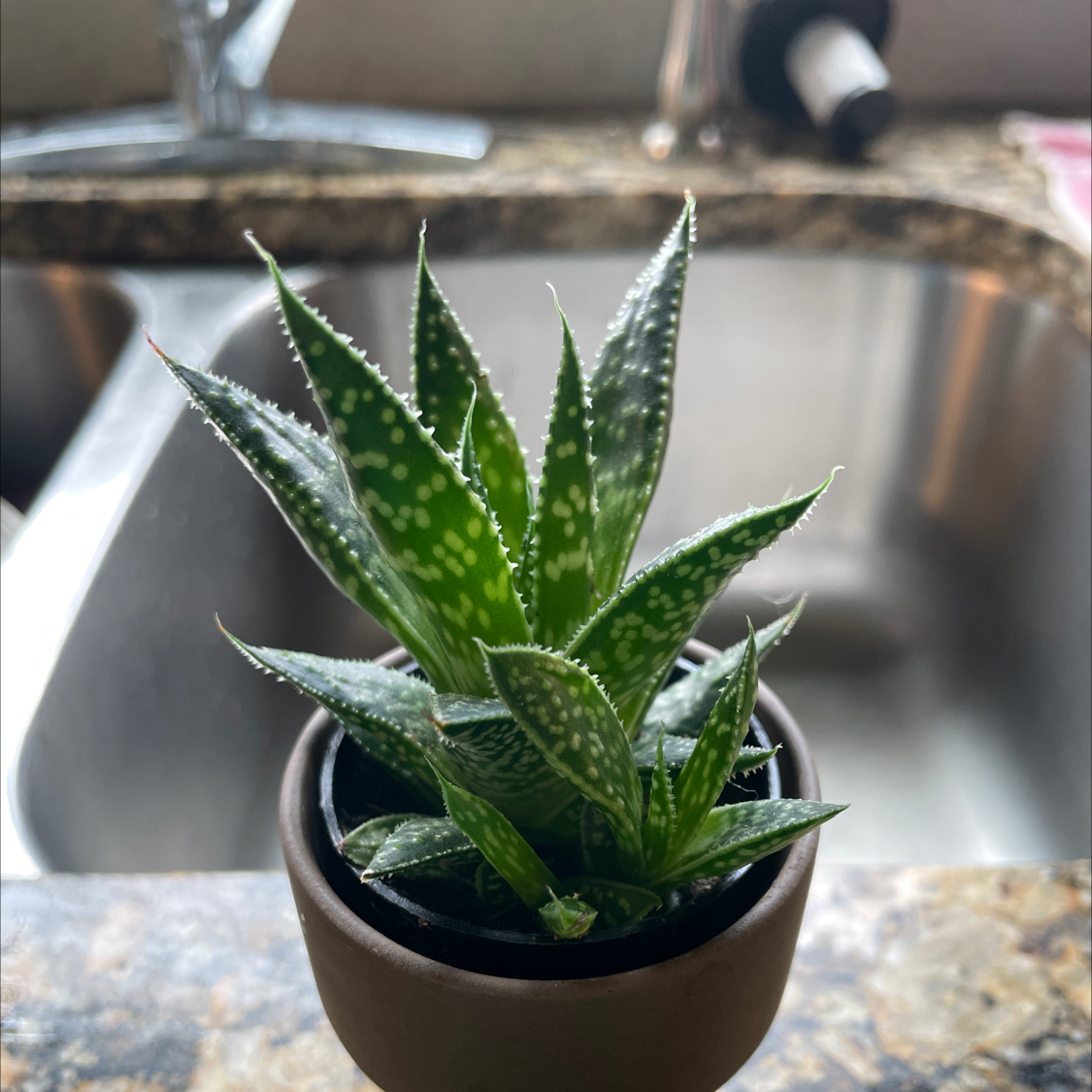 Photo of the plant species Haworthia rubrobrunnea by Cynthia named Spike on Greg, the plant care app