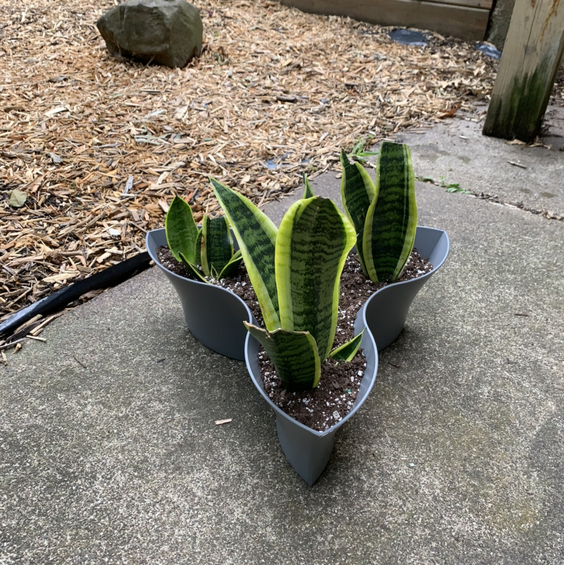 Futura Superba Snake Plant in a three-sectioned pot on a concrete surface.