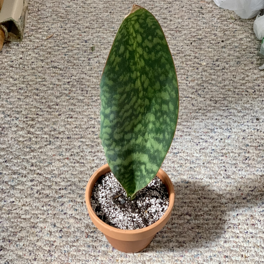 Whale Fin Snake Plant in a terracotta pot on a carpeted floor.