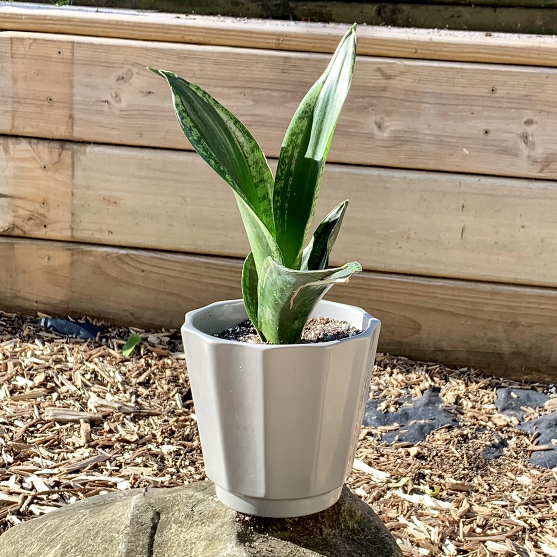 Photo of the plant species Whitney Sansevieria by @padraicmyprince named Snek-Whtny01 on Greg, the plant care app