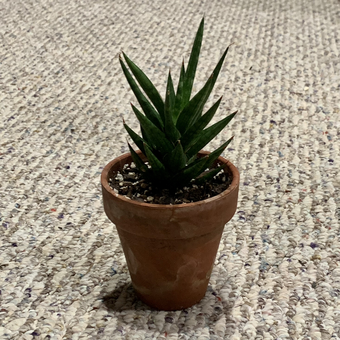 Sansevieria francisii plant in a terracotta pot on a textured surface.