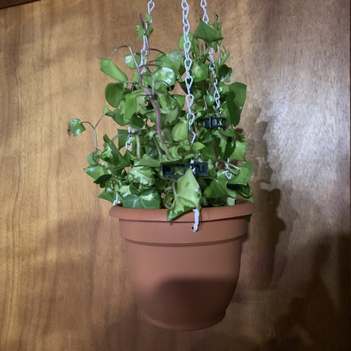 Variegated Wax Ivy plant in a hanging pot, appears healthy with no visible soil.