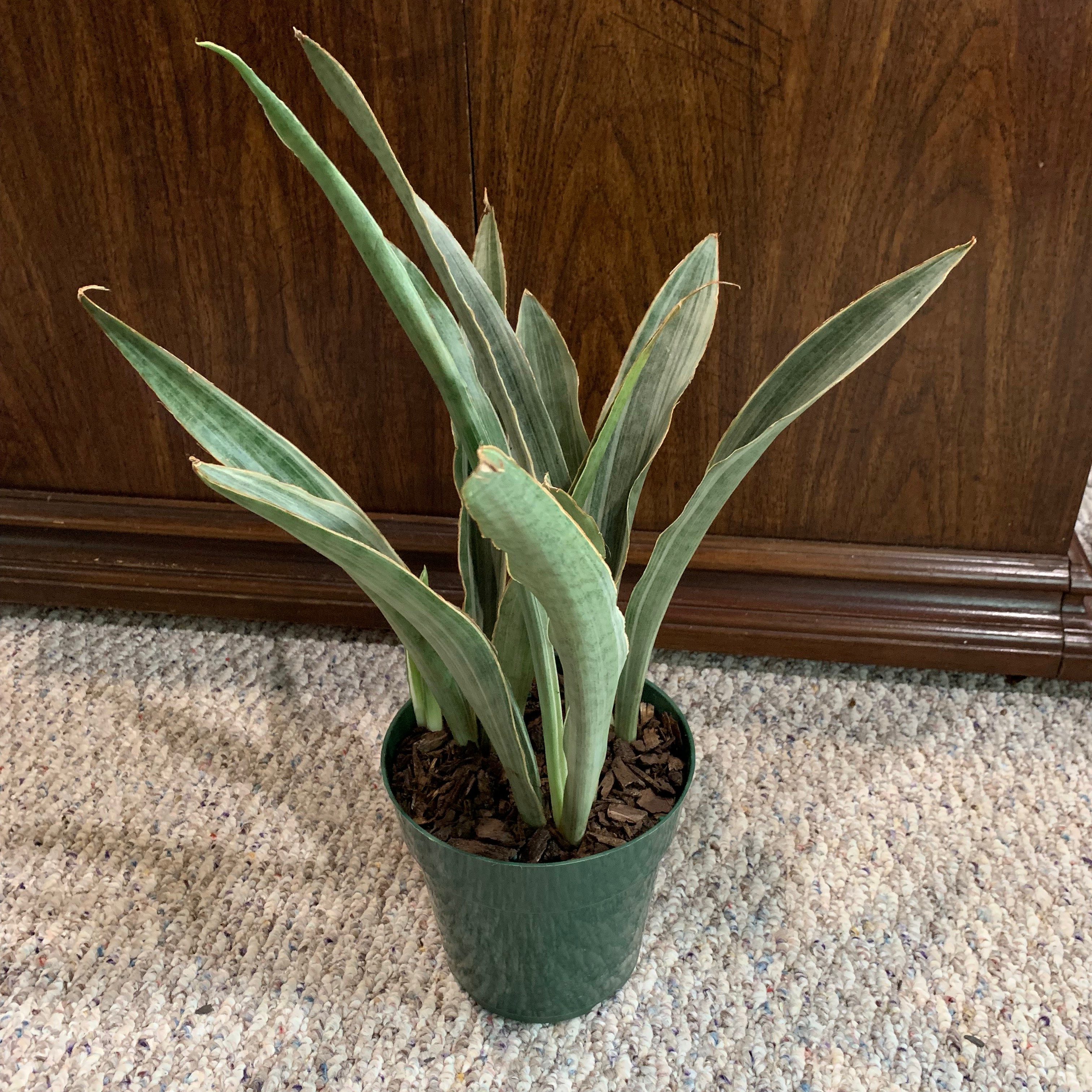 Potted Metallica Snake Plant with upright leaves on a carpeted floor.