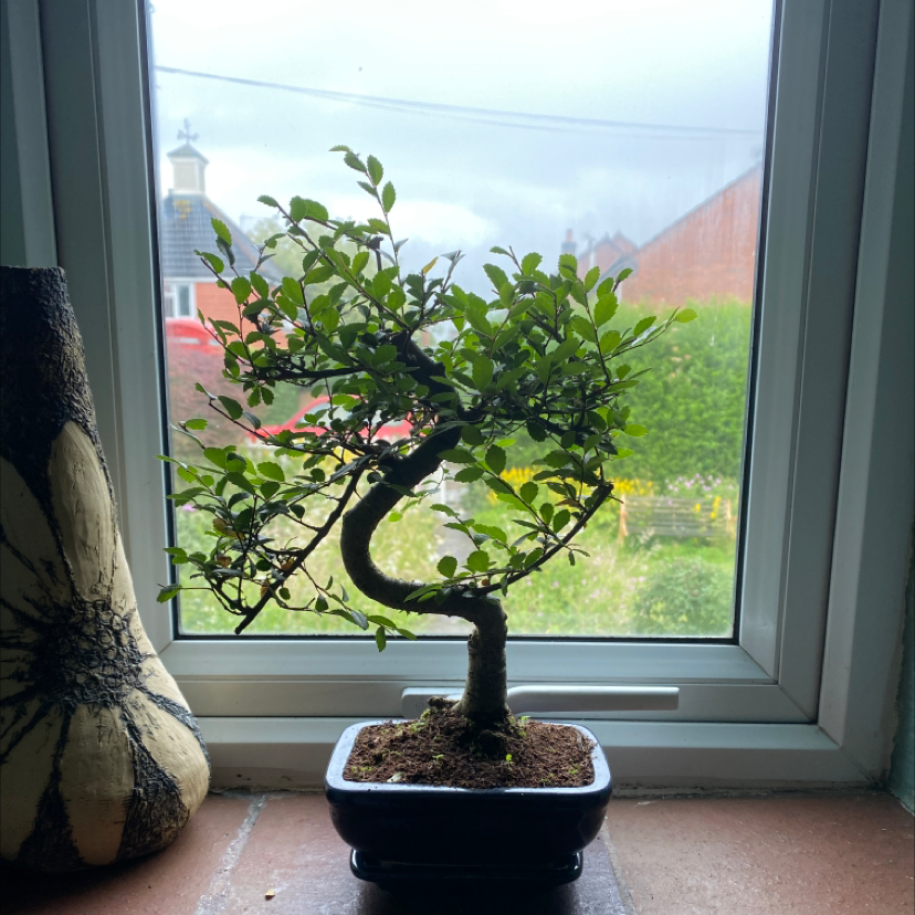 Photo of the plant species Chinese Elm by @Crabcakes96 named Elm-vis on Greg, the plant care app