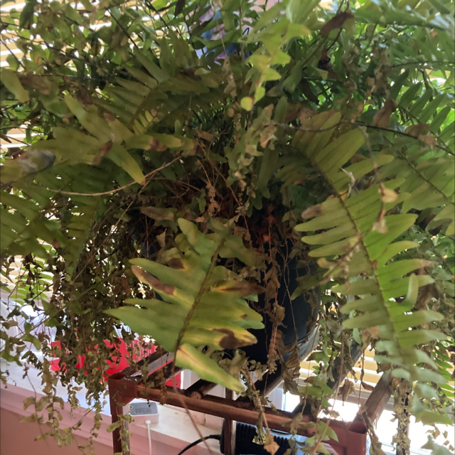 Boston Fern plant photo by Marthia named Fernisha on Greg, the plant care app.