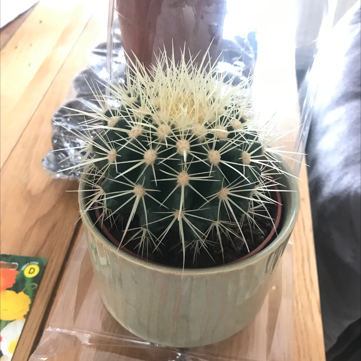 Golden Barrel Cactus plant photo by @Stephbetrying named Spiky boi on Greg, the plant care app.