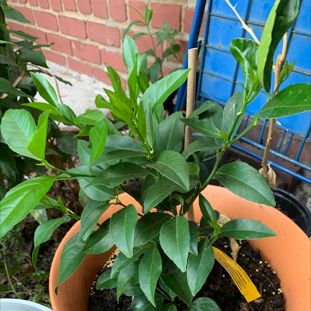 🍒 Why Are There Black Spots on My Cherry Laurel Leaves?