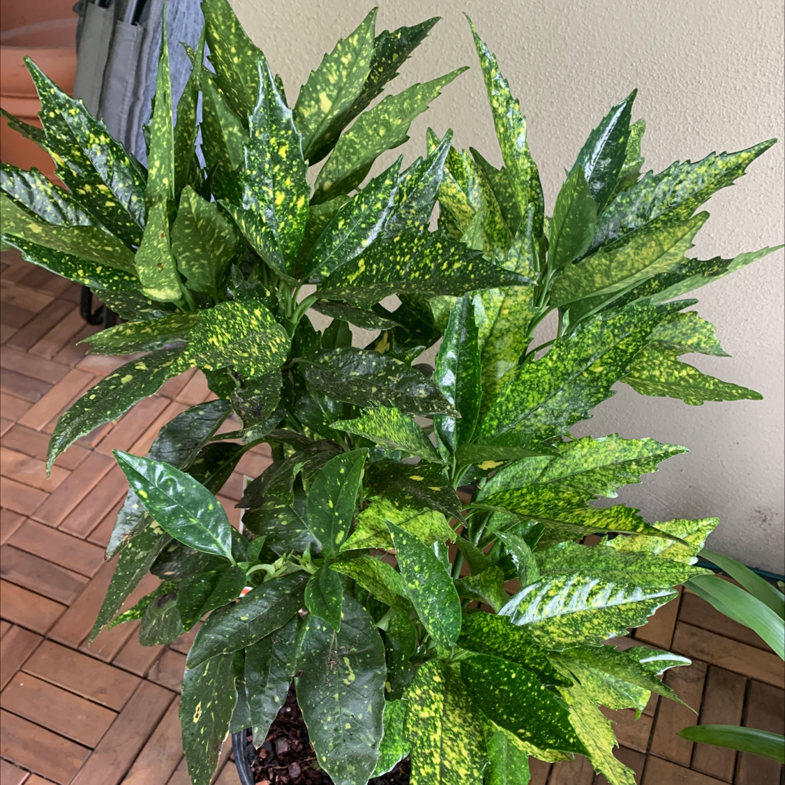 A healthy, lush Japanese Laurel plant with speckled green leaves, growing in a pot on a paved surface.