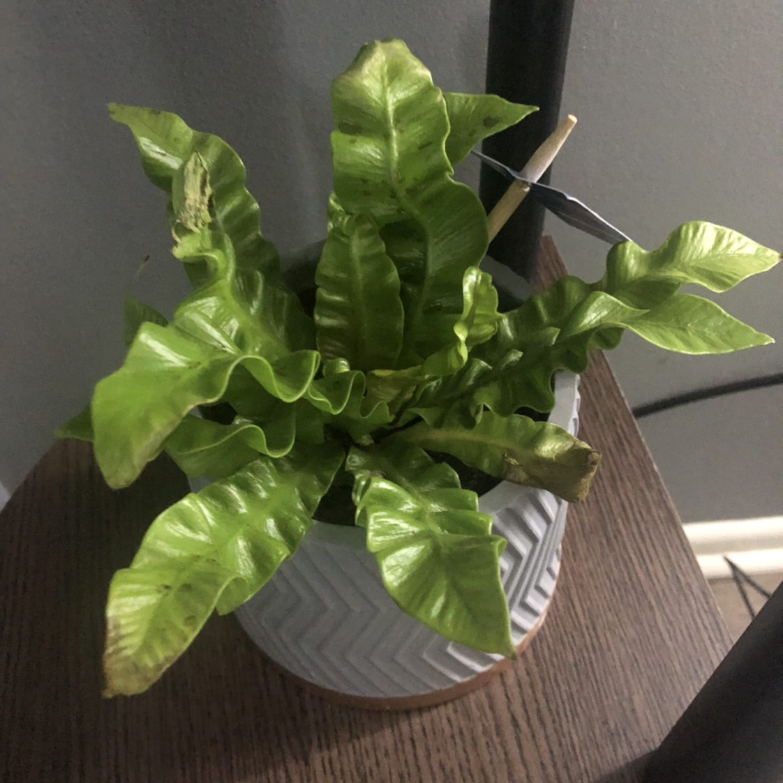 Bird's Nest Fern plant photo by @nahanna named Crispy on Greg, the plant care app.
