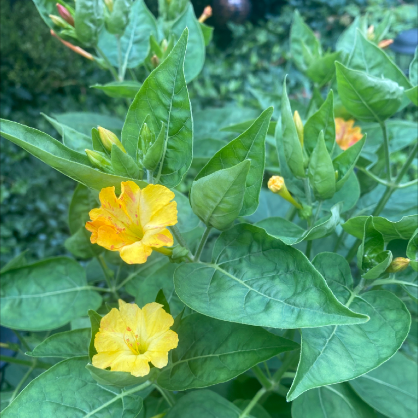 Marvel of Peru plant with green leaves and yellow flowers, appearing healthy.