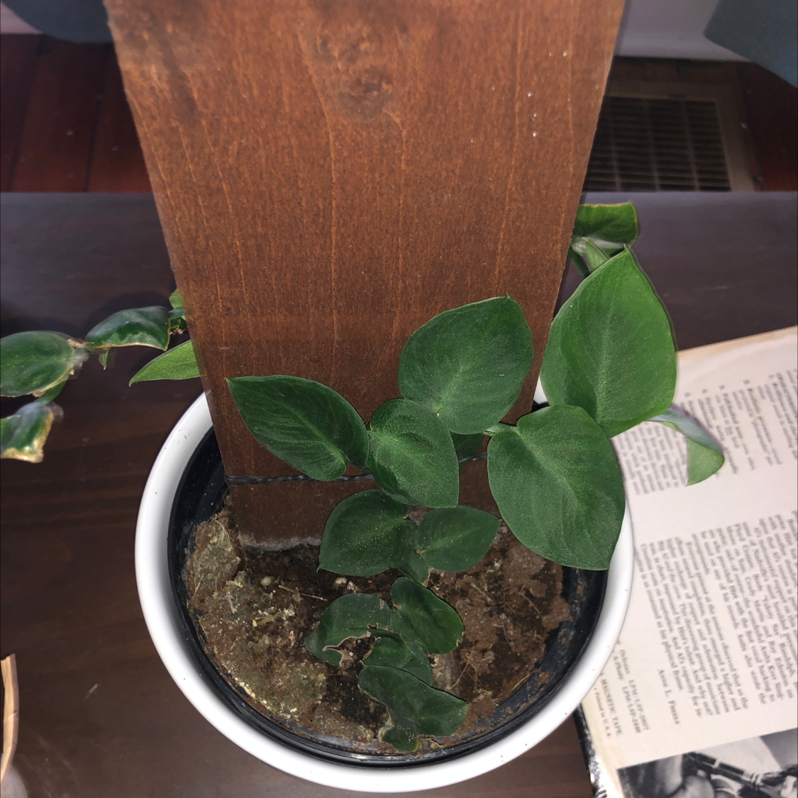 Shingle Plant in a pot with wooden support, healthy green leaves, visible soil.