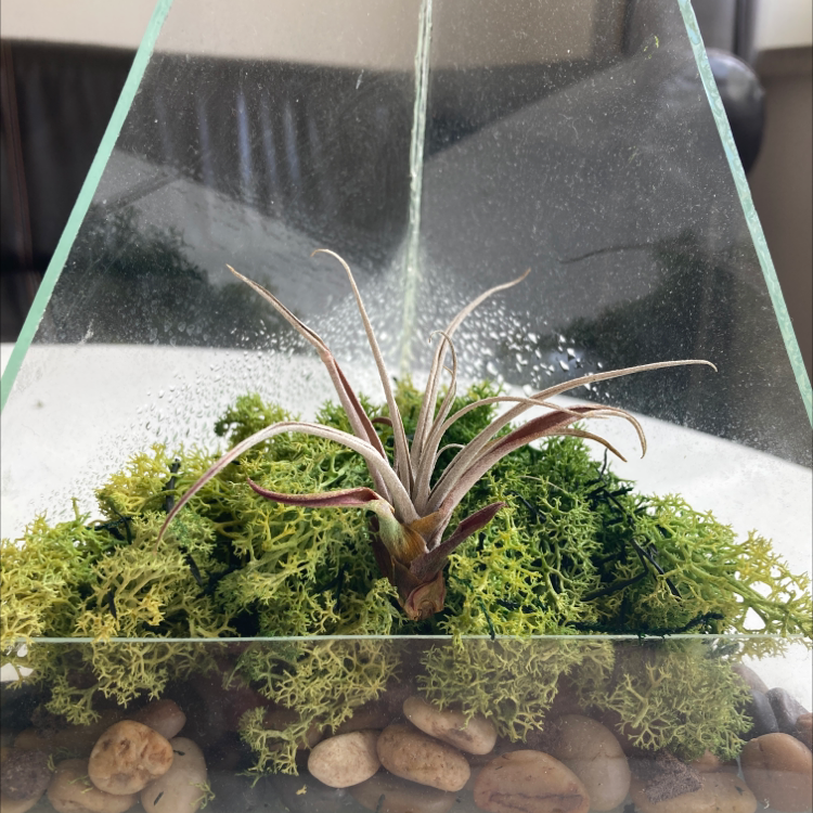 Photo of the plant species Capitata from Dominican Republic by @airschl named Mochi on Greg, the plant care app
