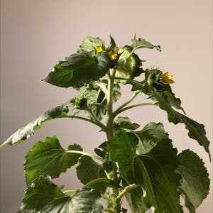 Helianthus Annuus plant photo by @airschl named Molly on Greg, the plant care app.