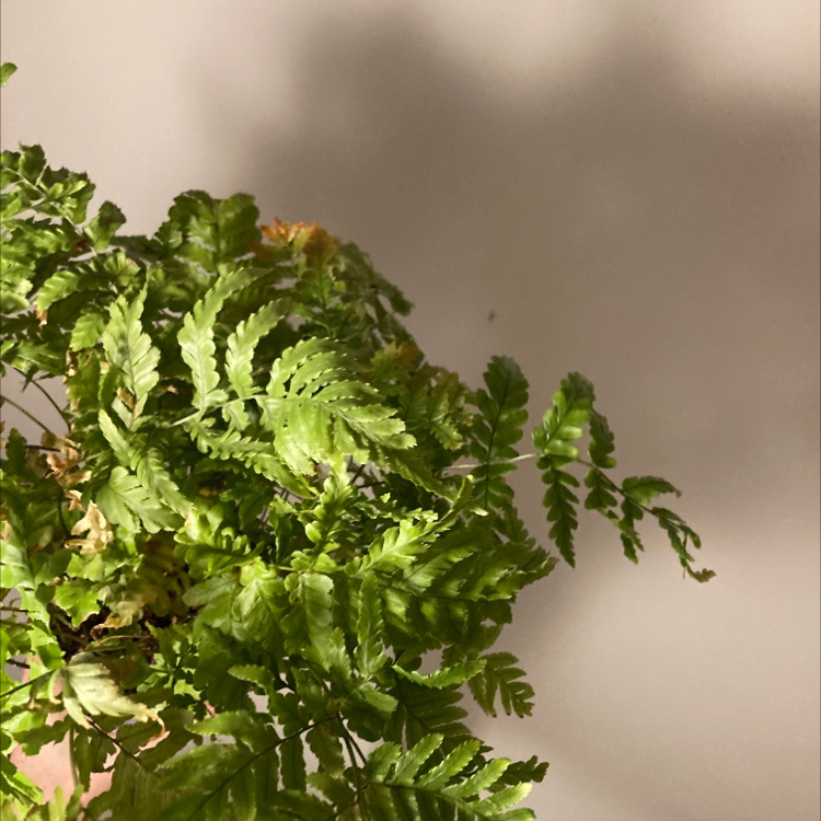 Plant care for Brittle Bladder-Fern on Greg, the plant care app