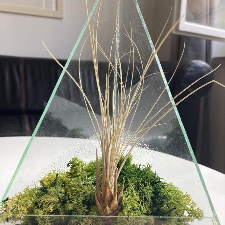 Tillandsia Juncea plant in a glass terrarium with green moss at the base.