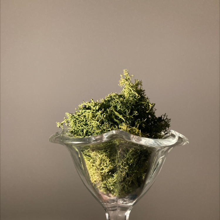 Photo of the plant species Wolf lichen by @airschl named Kate Moss on Greg, the plant care app