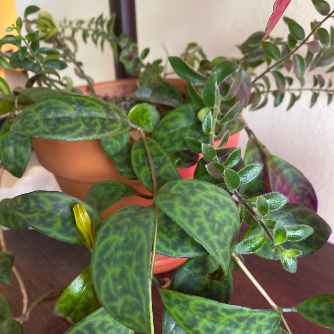 Lipstick Vine plant photo by @Doornbell named Maybelline on Greg, the plant care app.