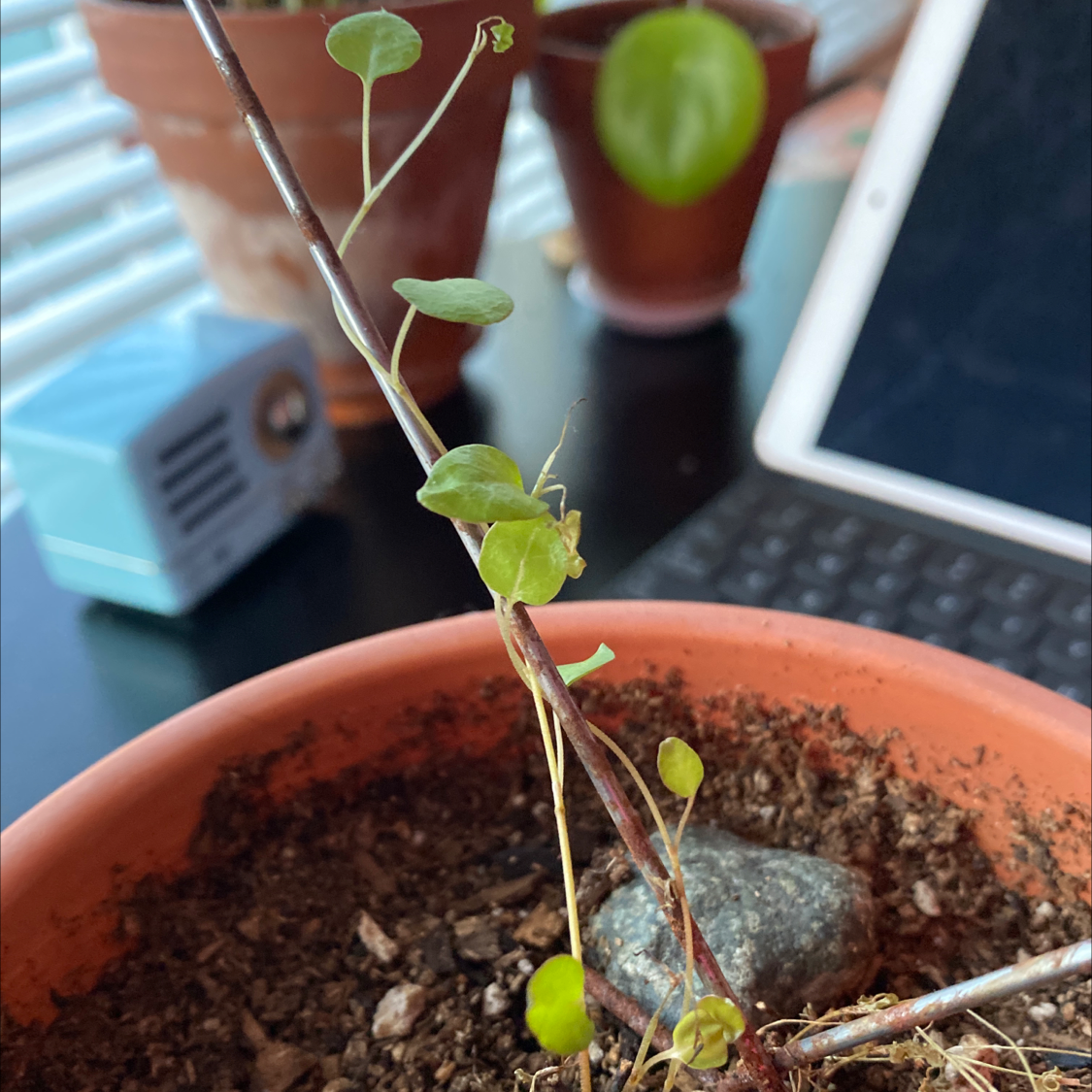 Maidenhair Vine plant photo by @Doornbell named Liebe on Greg, the plant care app.