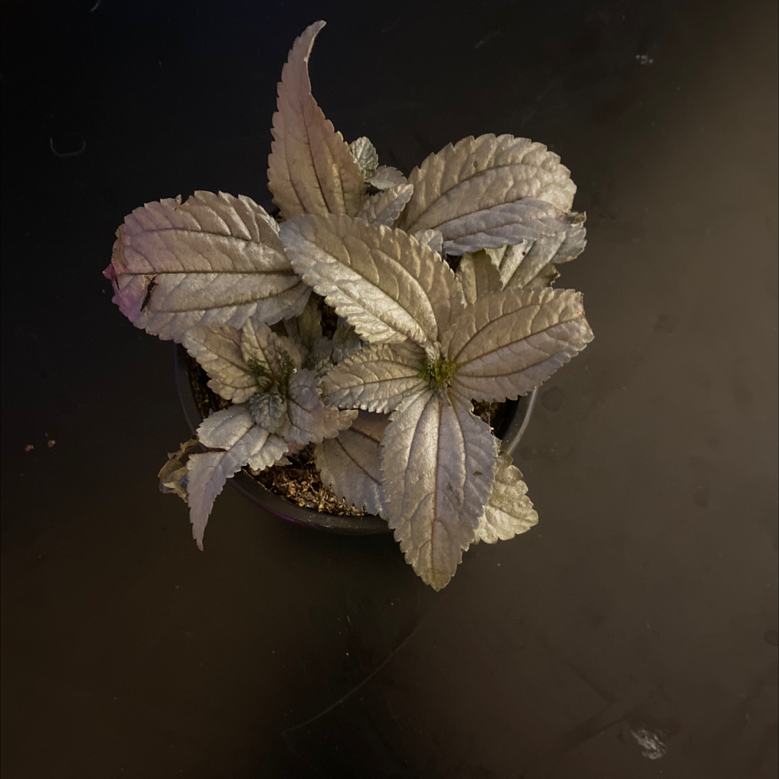 Silver Cloud Pilea plant photo by @Doornbell named Johnny Silverplant on Greg, the plant care app.