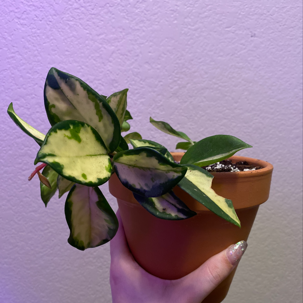 Variegated Hoya carnosa 'Compacta' plant in a terracotta pot held by a hand.