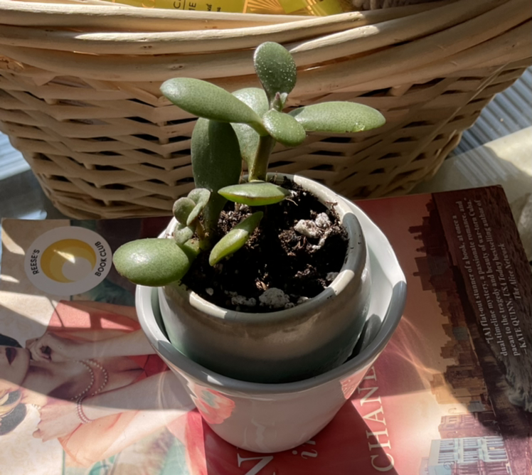 Lucky Plant plant photo by Brenda named Your plant on Greg, the plant care app.