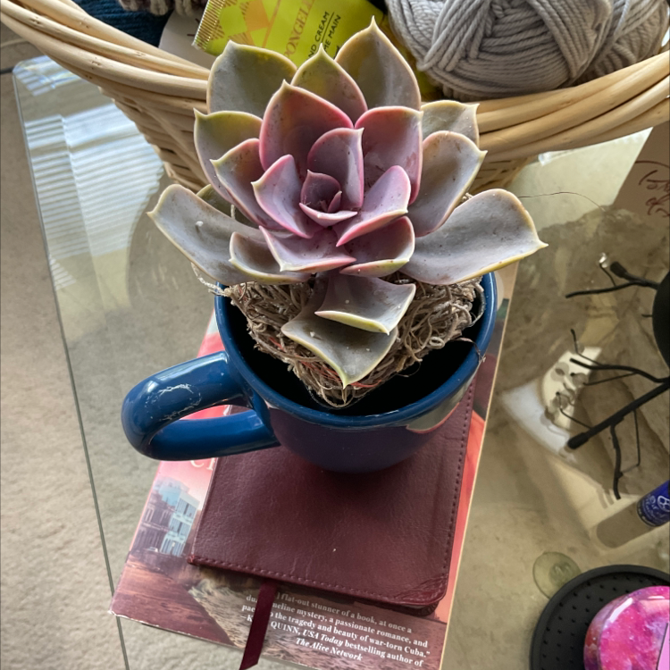 Mexican Snowball plant photo by Brenda named Echeveria on Greg, the plant care app.