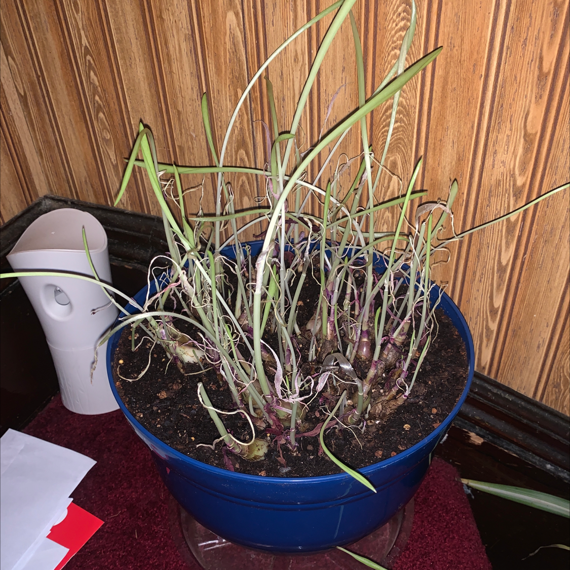 Potted Silver Squill plant with wilting and discolored leaves, placed indoors on a red carpet.