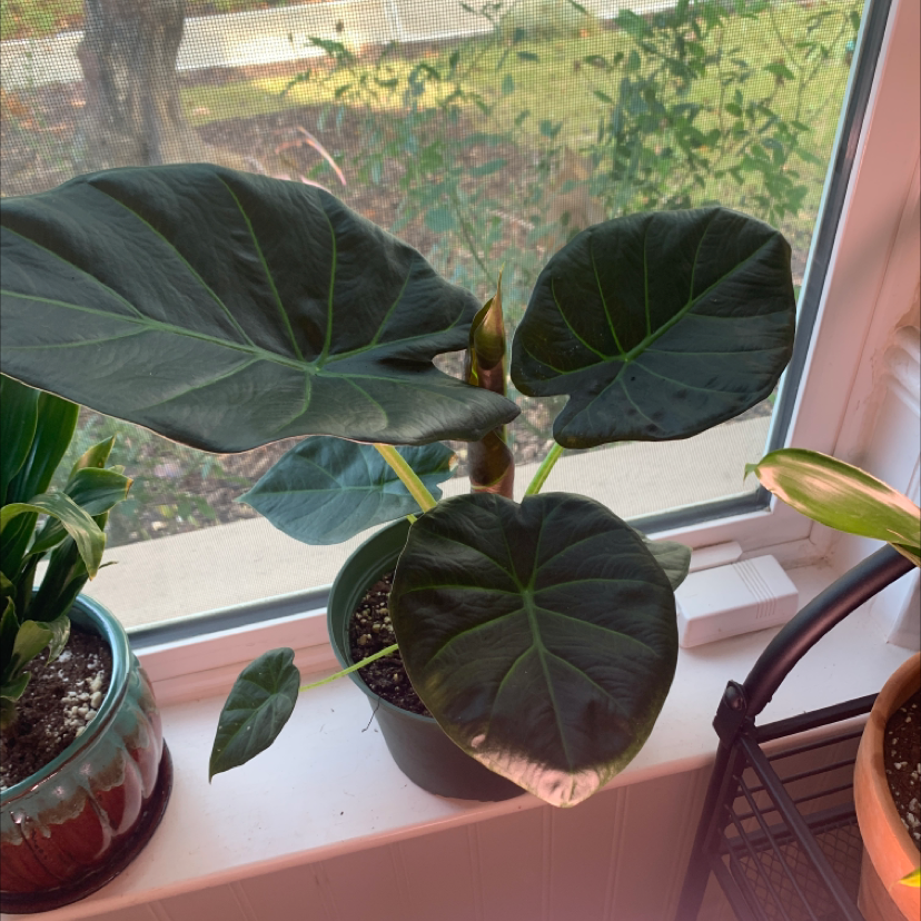 Potted Alocasia 'Regal Shields' plant on a windowsill with large, dark green leaves.