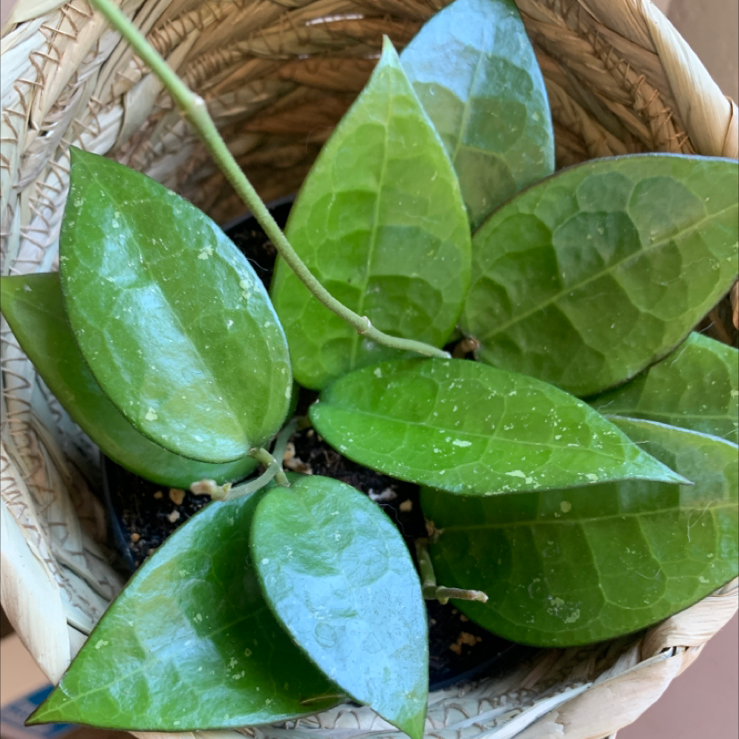 Hoya lacunosa plant with healthy green leaves in a woven basket.