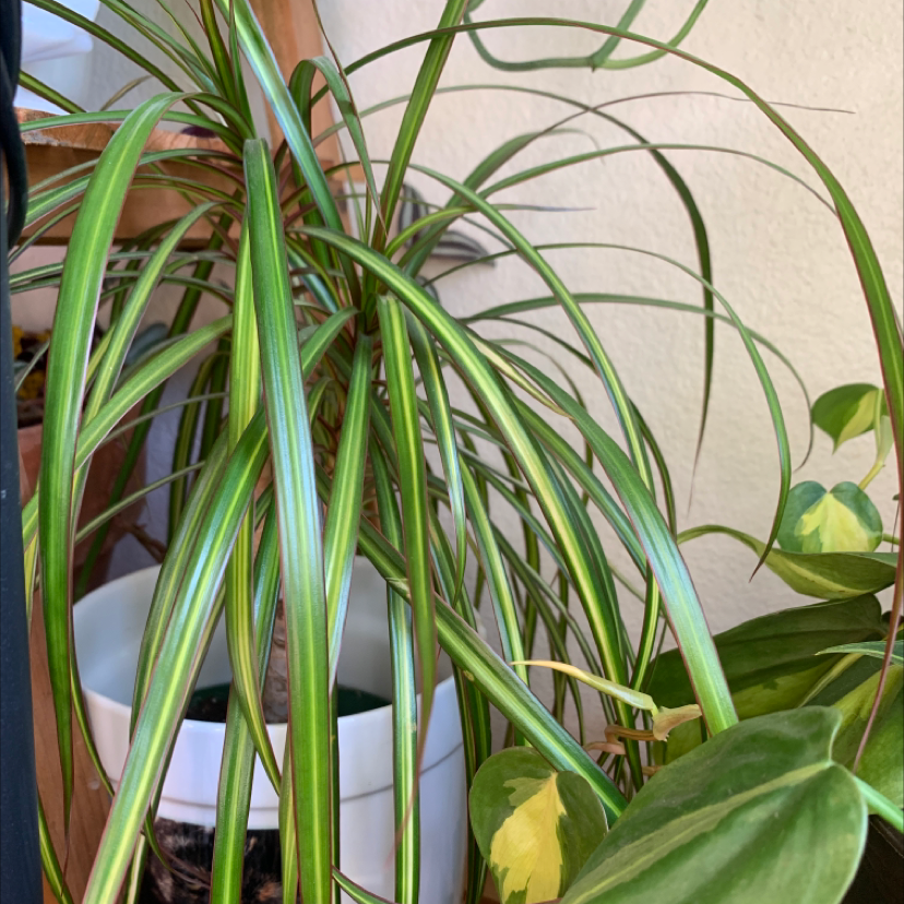 Vibrant, healthy Song of India plant with long green leaves striped with yellow and white, growing indoors in arching pattern