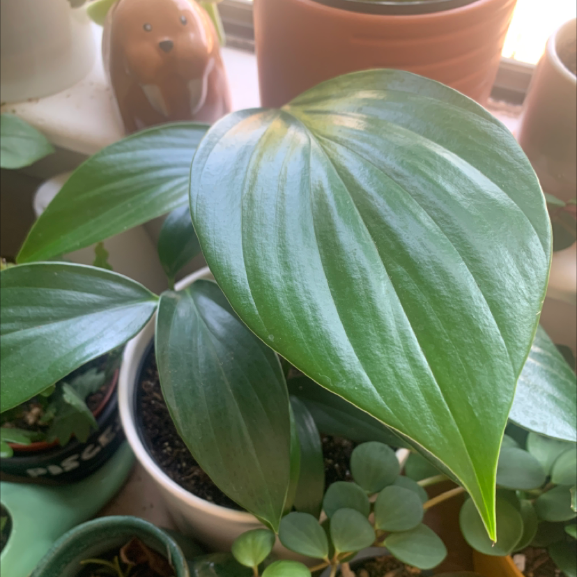 Dragon Tail Plant with large, glossy green leaves and slight yellowing on one leaf.