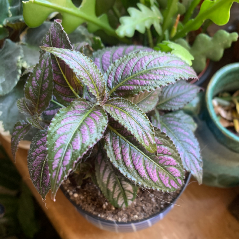 Persian Shield plant with vibrant purple and green leaves in a pot, soil visible.