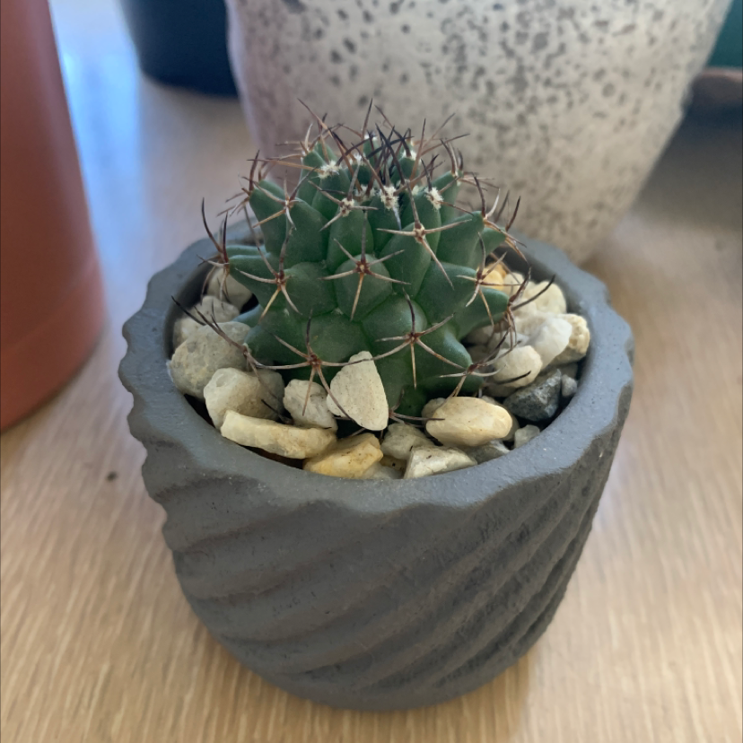 A healthy Mexican Pincushion cactus in a pot with decorative stones.