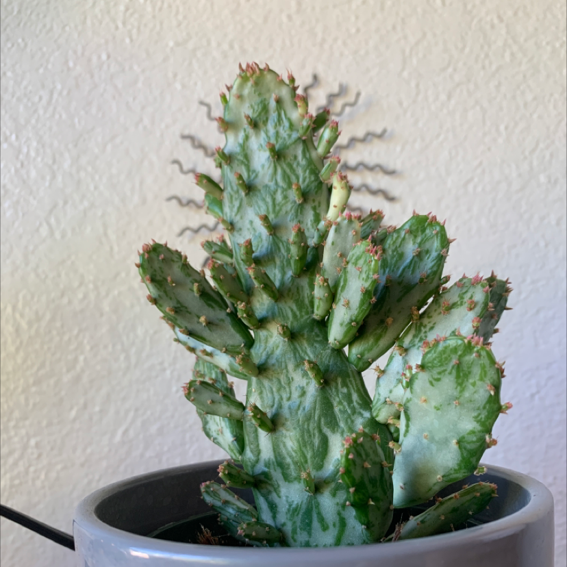 Drooping Prickly Pear cactus in a pot, well-framed and healthy.