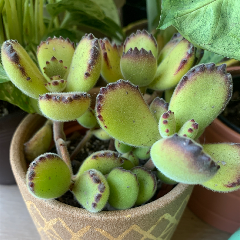 Photo of the plant species Bear's Paw by @catsnplants.org named mr paw on Greg, the plant care app