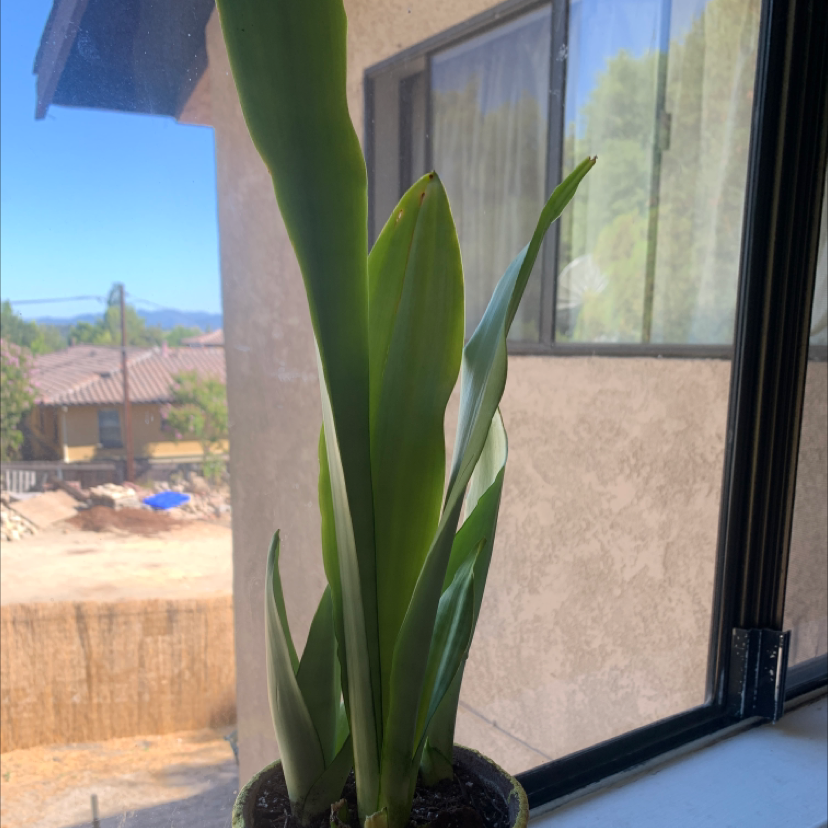 Silver Snake Plant on a windowsill with green, upright leaves.