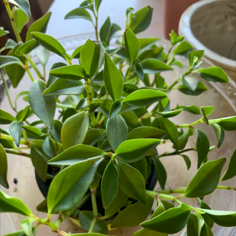 Healthy Radiator Plant with vibrant green leaves, well-framed and in focus.