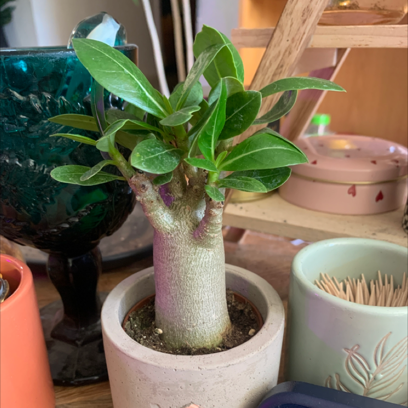 Desert Rose Plant (Adenium obesum) in a small pot with vibrant green leaves.