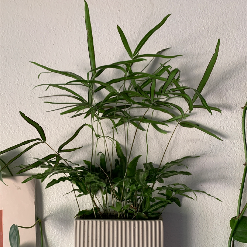 Healthy Cretan Brake plant in a ribbed container with long, slender green leaves.