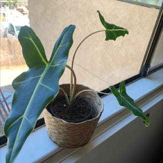 Alocasia longiloba plant in Atascadero, California
