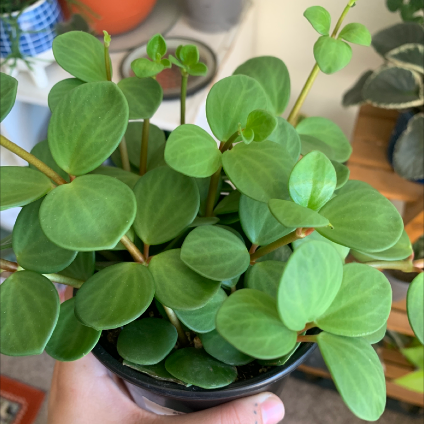 Photo of the plant species Peperomia 'Hope' by @catsnplants.org named hope on Greg, the plant care app