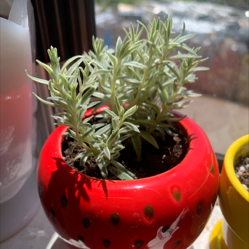 Healthy rosemary plant in a red pot with visible soil, well-framed and in focus.