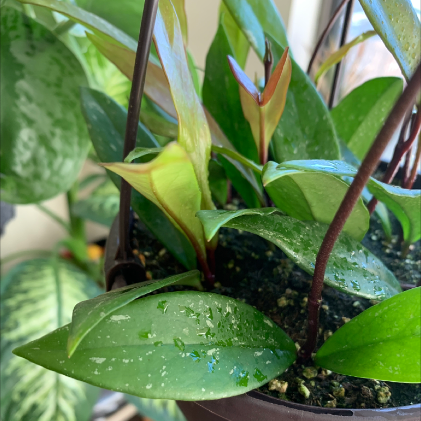 Hoya Pubicalyx plant in a pot with healthy green leaves and visible soil.