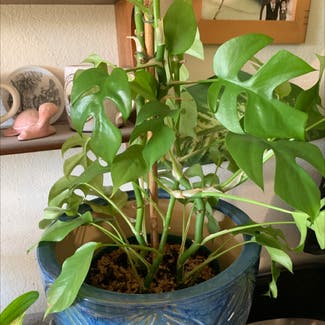 Mini Monstera plant in Atascadero, California
