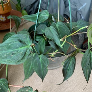 Philodendron Micans plant in Atascadero, California