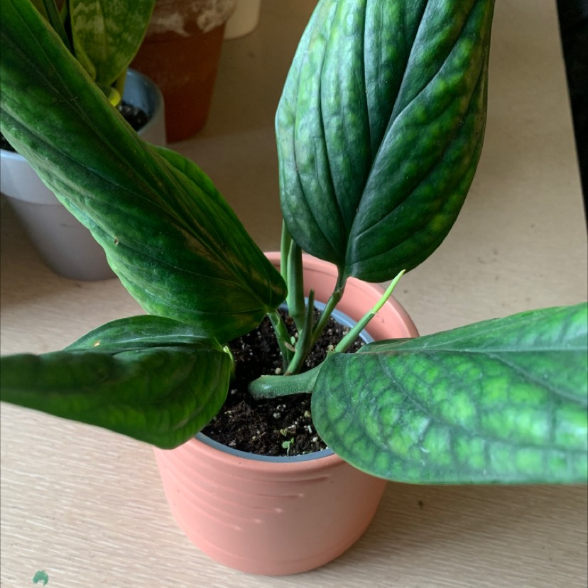Monstera pinnatipartita plant in a pink pot with healthy green leaves.