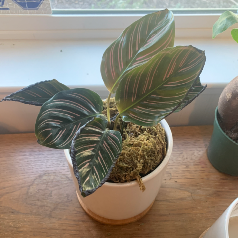 Pinstripe Calathea plant photo by @catsnplants.org named Diamond on Greg, the plant care app.